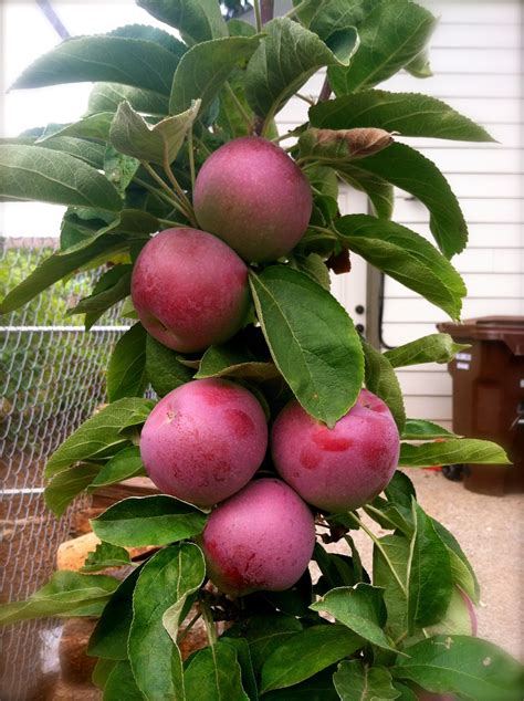 Erika'sBackToBasics: Columnar Apple Tree Harvest