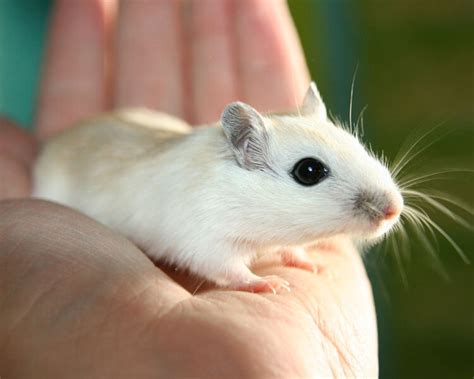 Interesting Facts: Gerbil as a Pet | UK Pets