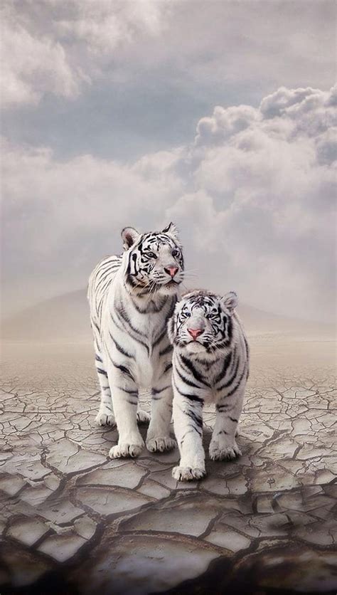 White Tiger, animal, HD phone wallpaper | Peakpx