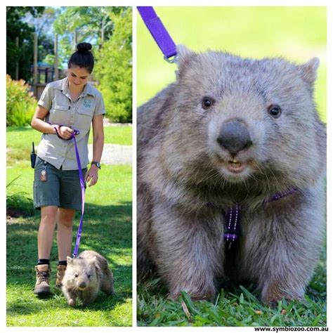 Millie the wombat,harness training,Symbio zoo NSW Australia | Cute wombat, Cute animals ...