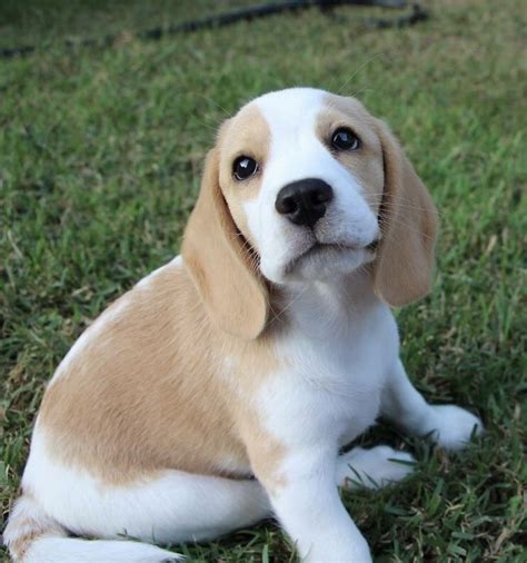 Lemon Beagle Puppy