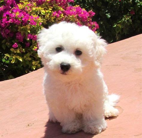 Teacup Bichon Frise Puppies | ... Bichon Frise Male Puppy named Legacy ...