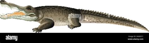 Wild crocodile with sharp teeth on white background illustration Stock Vector Image & Art - Alamy