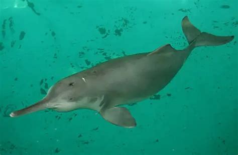 Yangtze River Dolphins - It's Nature