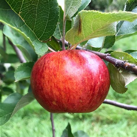 Maine Heirloom Apple Guide - Portland Food Map