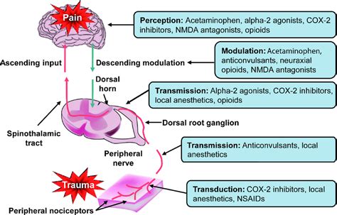 Mechanism Of Action Of Opioid Analgesics