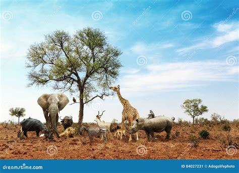 African Safari Animals Meeting Together Around Tree Stock Image - Image of concept, kudu: 84027231