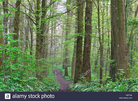 Ardennes Forest, Belgium Stock Photos & Ardennes Forest, Belgium Stock ...