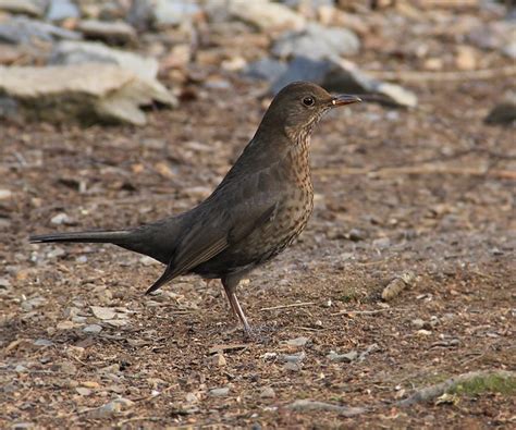 Common Blackbird - female | Flickr - Photo Sharing!