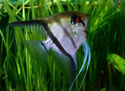 Keeping and breeding angelfish in the aquarium - Practical Fishkeeping