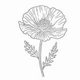 Poppy Coloring Sheet  Pages Mimi Panda sketch template