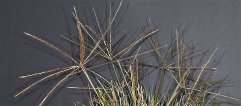 6 of the best native grasses to plant in your yard - Good Living