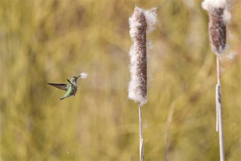 Rufous-tailed Hummingbird on Nest Stock Image - Image of brown, nest: 34757631