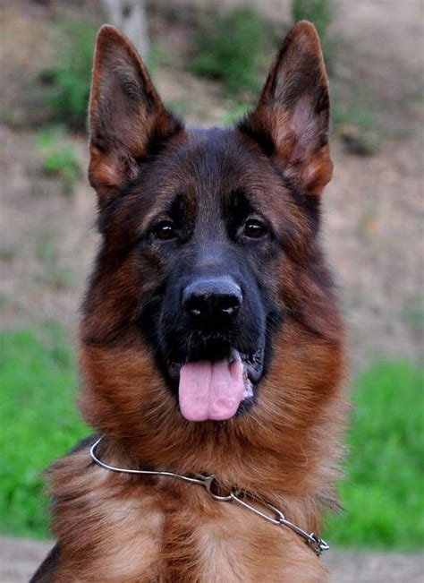 15 best guard dogs in South Africa (breeds with pictures) - Briefly.co.za