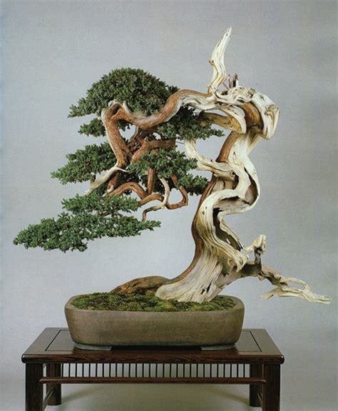 Tough, Durable, Flexible & Beautiful | Bonsai Bark