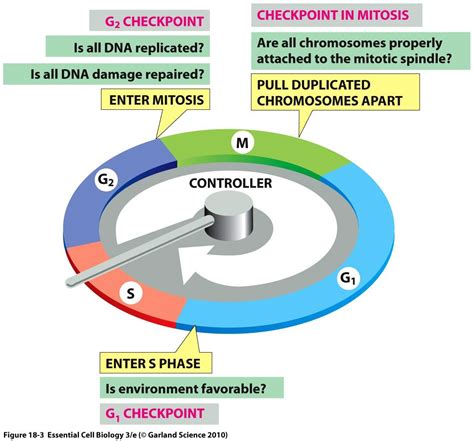 Cell Division Checkpoints - Cell Division