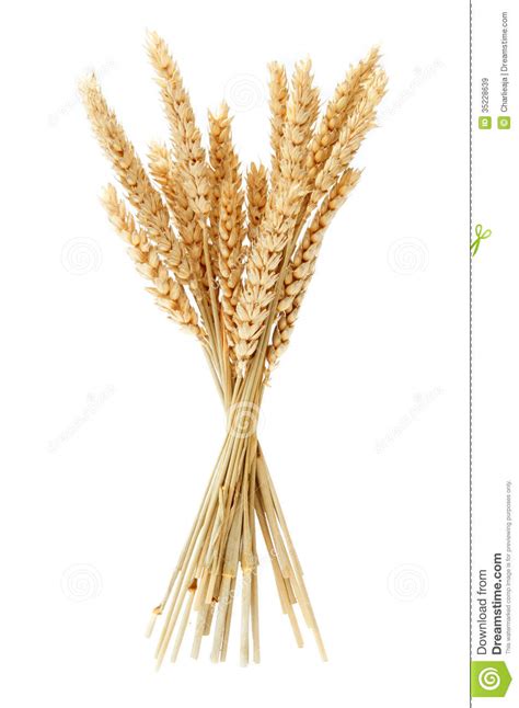 Stalk wheat clipart 20 free Cliparts | Download images on Clipground 2024