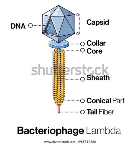 Anatomy Lambda Bacteriophage Structure Virus Structure Stock Vector (Royalty Free) 1965314260 ...