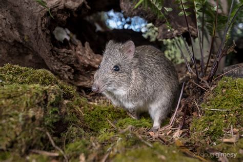 Long-nosed Potoroos - Wildlife Sanctuary & Café - Great Ocean Road | Wildlife Wonders