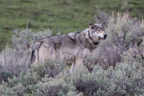 gray wolf | Roads End Naturalist