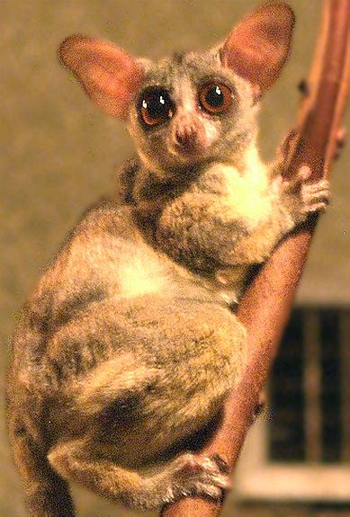 Galago - Bush Baby, Tiny African Primate | Animal Pictures and Facts | FactZoo.com