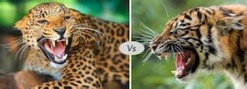 Tiger vs Jaguar Fight comparison- who will win?