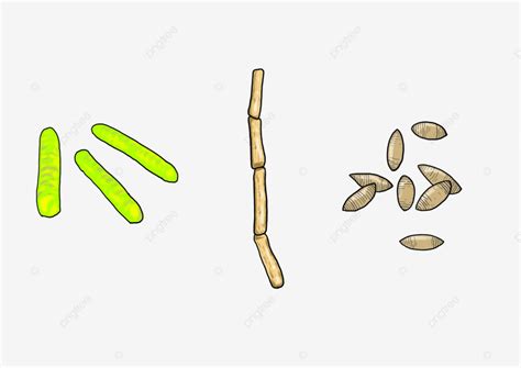 Monera Bacteria Rod Shape Bacteria Bacilli Shape, Money, Bacteria, Bacilli PNG Transparent ...