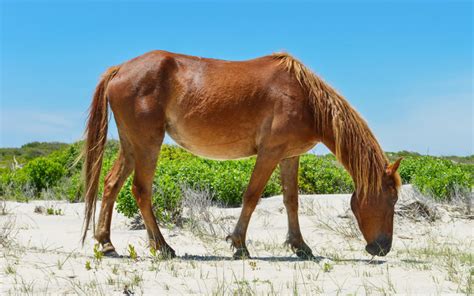 Spanish Mustang Horse Breed - Profile, Facts, Photos - VIVO Pets