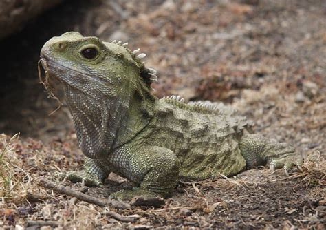 Tuatara - A-Z Animals