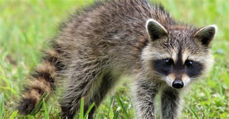 Sick Raccoon Symptoms, Signs Of Distemper And More | NJ Pest Control