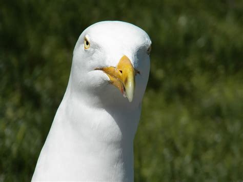 Seagull Close Up Free Stock Photo - Public Domain Pictures