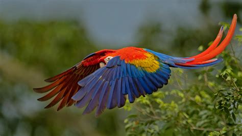 Scarlet macaw in Costa Rica - Bing™ Wallpaper Gallery