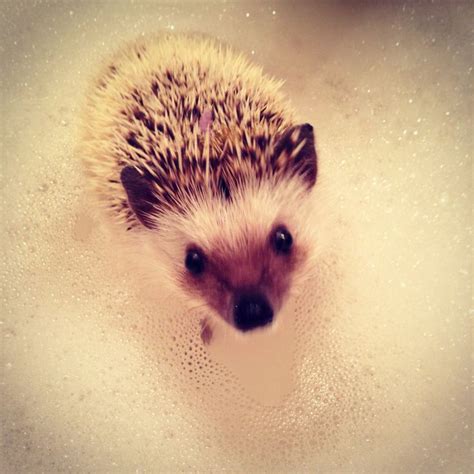 Bath time! #hedgehog #adorable | Adorable, Hedgehog, Animals