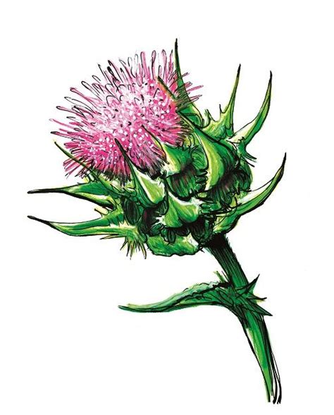 thistle (scotland) | Thistles art, Thistle painting, Scottish tattoos