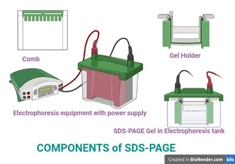 SDS-PAGE- Principle, Components, Steps, Applications - Sciencevivid