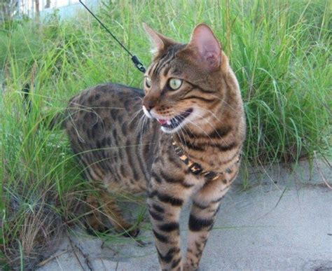 4 Tips For Leash Training Your Bengal Cat – CatsInfo