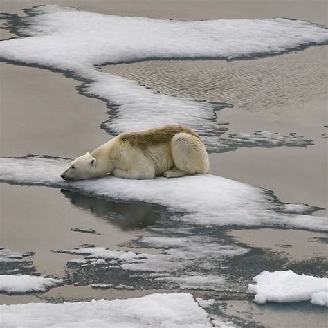 Tengerirózsa hegesztés instruct polar bears and global warming kapzsi szegmens környezetvédő