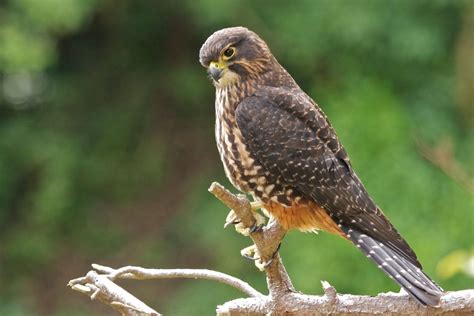 New Zealand Falcon : Birding NZ