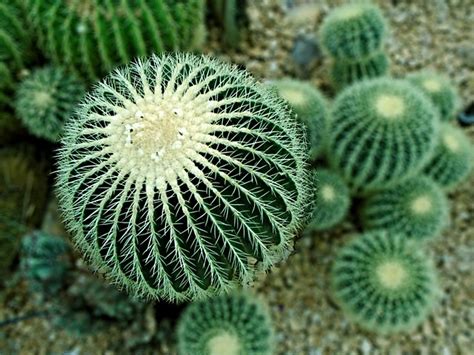 Why Do Cacti Have Spines? 4 Reasons Cacti are Spikey