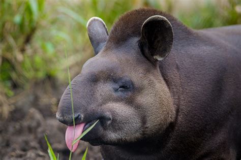 Amazon Rainforest Animals: A Jungle Jamboree - Rainforest Cruises