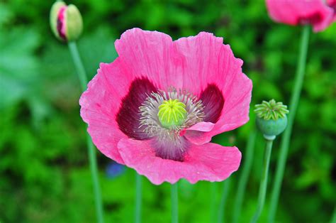 Scotland flowers | Life is beautiful, Scotland, Flowers