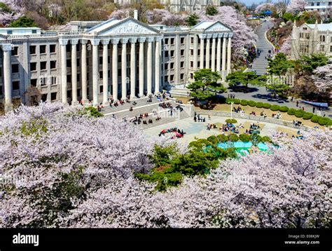 Korean campus which is lined with cherry trees of full blossoms in ...