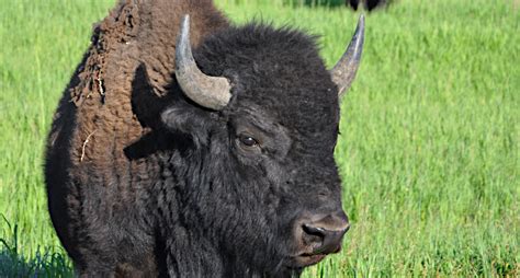 First Yellowstone Bison Attack of the Year Reported Only Two Days After ...