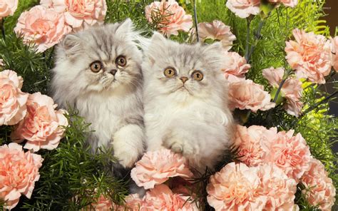 Kittens between the pink flowers wallpaper - Animal wallpapers - #54429