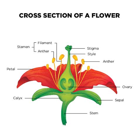 Flower Dissection - Science World