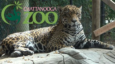 Chattanooga Zoo Tour & Review with The Legend - YouTube