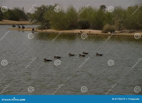 Birds at Al Qudra Lakes, Dubai Stock Image - Image of oasis, camping ...