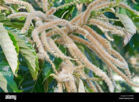 American chestnut flowers Stock Photo - Alamy