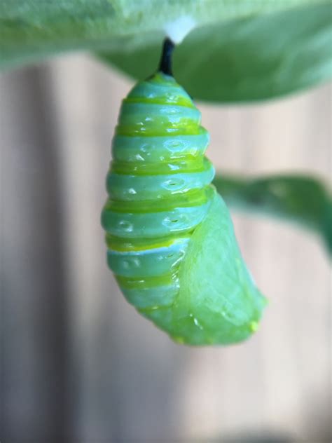 Monarch Caterpillar Becomes a Chrysalis | Downeast Thunder Farm