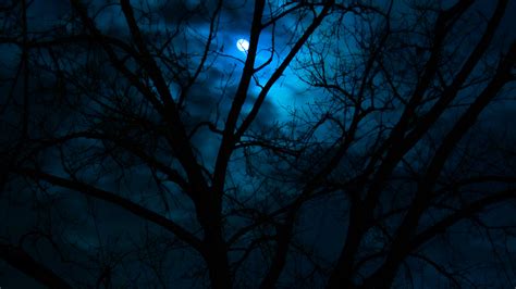 🔥 [30+] Dark Forest With Moon Wallpapers | WallpaperSafari